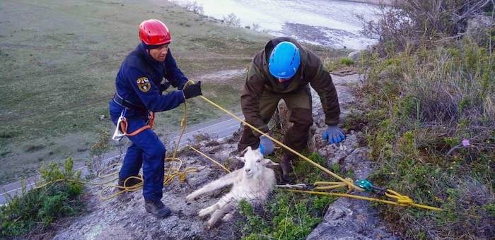 Со скалы около Малого Яломана спасатели сняли пять коз
