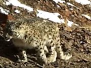 Нежится на солнышке: уникальные кадры со снежным барсом сделаны на Алтае
