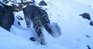 WWF России подвел итоги ежегодных зимних учетов ирбиса