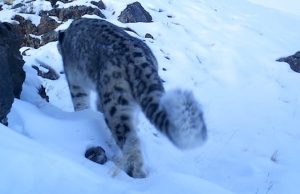 WWF России подвел итоги ежегодных зимних учетов ирбиса