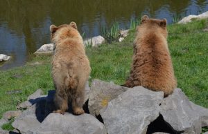 В Чемале подростки сдали властям двух медвежат