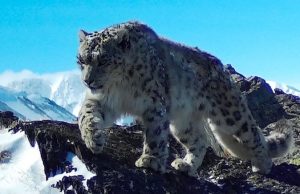 Получены новые снимки снежных барсов с плато Укок