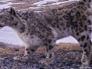 Старейший алтайский снежный барс успешно пережил прошедшую зиму