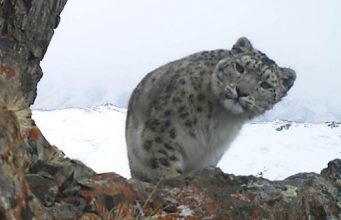 Курай