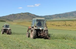 Заготовка кормов началась в Горном Алтае