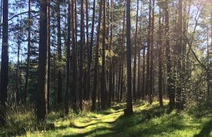 В Турочакском районе создали особо охраняемую природную территорию