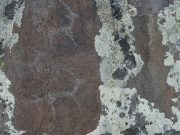 Около Каспы впервые обнаружены петроглифы