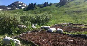 Преступники выкопали в горах Алтая почти две тонны «золотого корня»