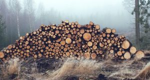 В Усть-Кане главный лесничий обвиняется в незаконной рубке леса