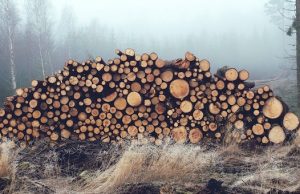 В Усть-Кане главный лесничий обвиняется в незаконной рубке леса