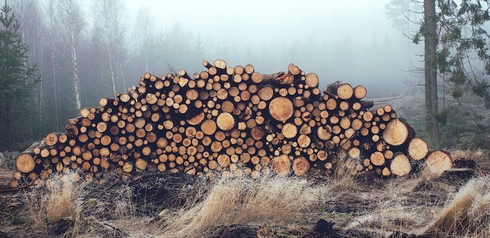 В Усть-Кане главный лесничий обвиняется в незаконной рубке леса