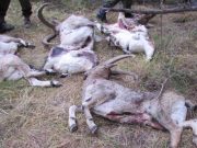 Кош-агачским чиновникам удалось избежать ответственности за охоту на козерогов