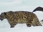 Фотоловушки сняли прогуливающегося по плато Укок снежного барса