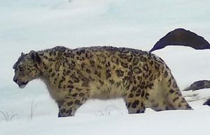 Фотоловушки сняли прогуливающегося по плато Укок снежного барса