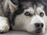 Украденных щенков хаски удалось найти и вернуть хозяйке