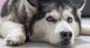 Украденных щенков хаски удалось найти и вернуть хозяйке
