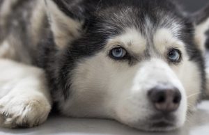 Украденных щенков хаски удалось найти и вернуть хозяйке