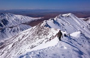 В горах резко снизилось число манулов и куниц. Возможно, в этом виновата чума