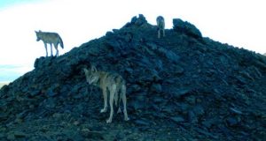 490 волков добыли охотники на Алтае с начала года