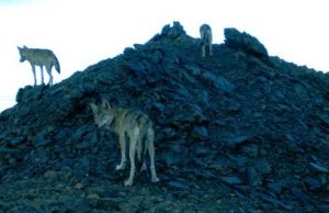 490 волков добыли охотники на Алтае с начала года