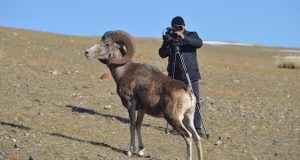 Конкурс на имена аргали из новосибирского зоопарка объявил Сайлюгемский парк