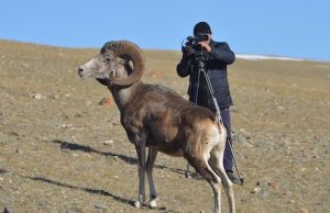 Конкурс на имена аргали из новосибирского зоопарка объявил Сайлюгемский парк
