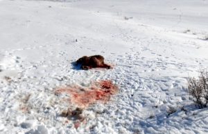 Полтора миллиона взыщут с охотника, застрелившего трех архаров