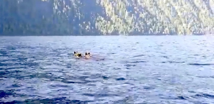 Группу медведей, переплывающих Телецкое озеро, сняли на видео жители Яйлю