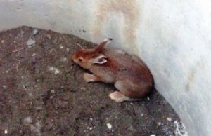 Сотрудник МЧС и его сын спасли зайца из колодца