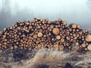 Дело о незаконной вырубке 680 кедров направляется в суд