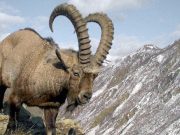 Ученый: Для спасения снежного барса нужен мораторий на добычу козерогов