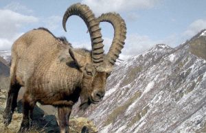 Ученый: Для спасения снежного барса нужен мораторий на добычу козерогов