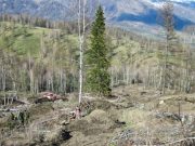 В Горном Алтае высажено около полумиллиона кедров