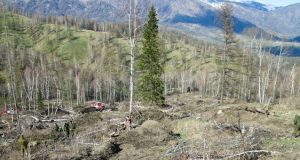 В Горном Алтае высажено около полумиллиона кедров