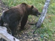 Перед зимней спячкой медведи собрали урожай в заповедных садах