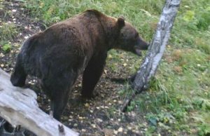 Перед зимней спячкой медведи собрали урожай в заповедных садах
