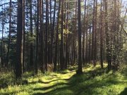 В Горно-Алтайске создадут лесопарковую зону