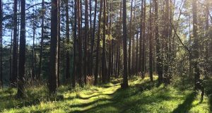 В Горно-Алтайске создадут лесопарковую зону