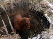 Онгудайские пожарные спасли лошадь