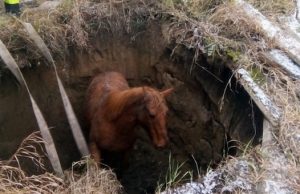 Онгудайские пожарные спасли лошадь