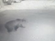 На Алтае медведь разворотил УАЗ и прогулялся по заправке (видео)