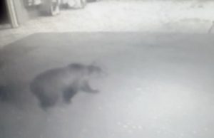 На Алтае медведь разворотил УАЗ и прогулялся по заправке (видео)