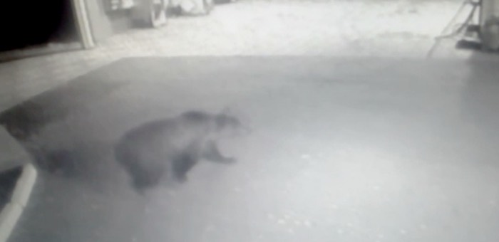 На Алтае медведь разворотил УАЗ и прогулялся по заправке (видео)