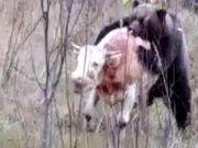 В алтайской тайге медведь задрал бычка. Внимание, видео не для слабонервных