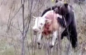 В алтайской тайге медведь задрал бычка. Внимание, видео не для слабонервных