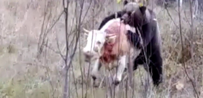 В алтайской тайге медведь задрал бычка. Внимание, видео не для слабонервных