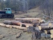 Еще одна незаконная рубка леса в особо крупном размере выявлена в Чемальском районе