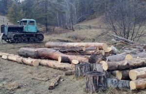 Еще одна незаконная рубка леса в особо крупном размере выявлена в Чемальском районе