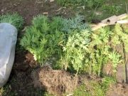 Очередные жертвы марихуаны: кого-то уже осудили, кого-то осудят