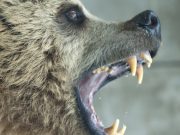 В Аргуте медведь напал на женщину, потом его подкараулили и застрелили